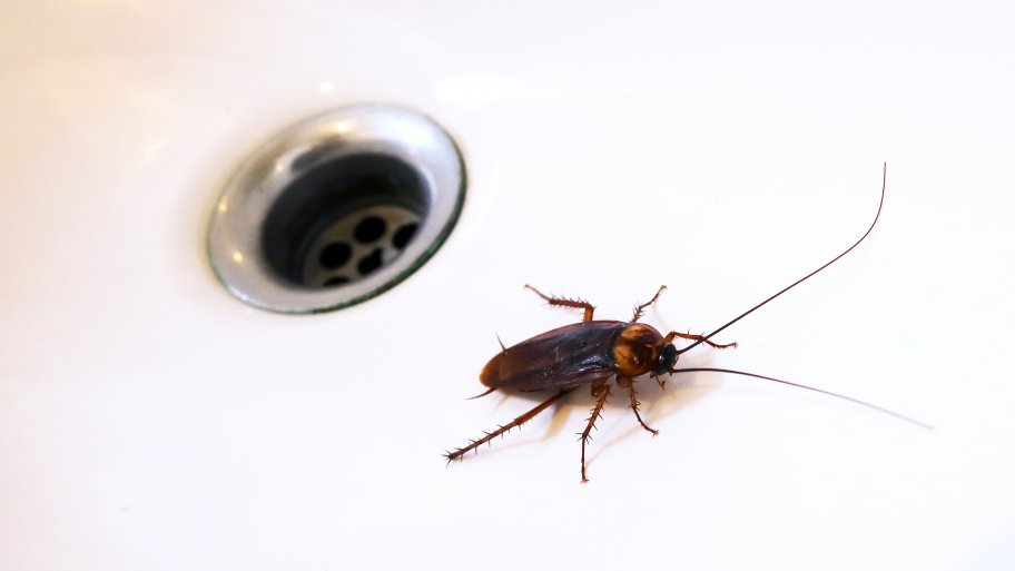 How to Get Rid of Roaches Angie's List